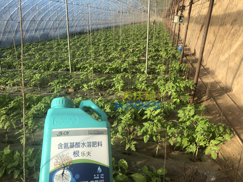西紅柿苗期施什么肥-沃葉根樂(lè)夫.png