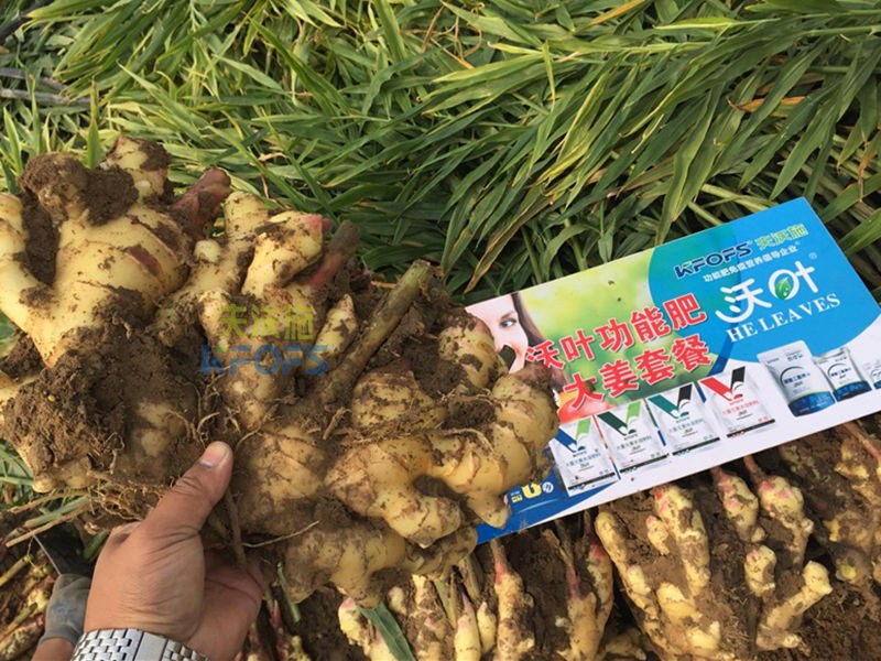微生物菌劑哪個牌子好-夫沃施沃葉1.jpg