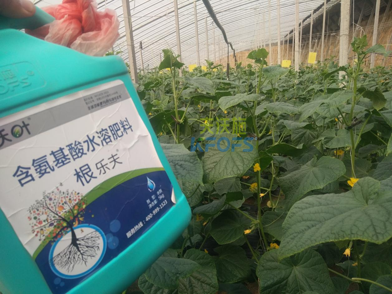 水溶肥調(diào)理黃瓜黃頭，夫沃施有一招！
