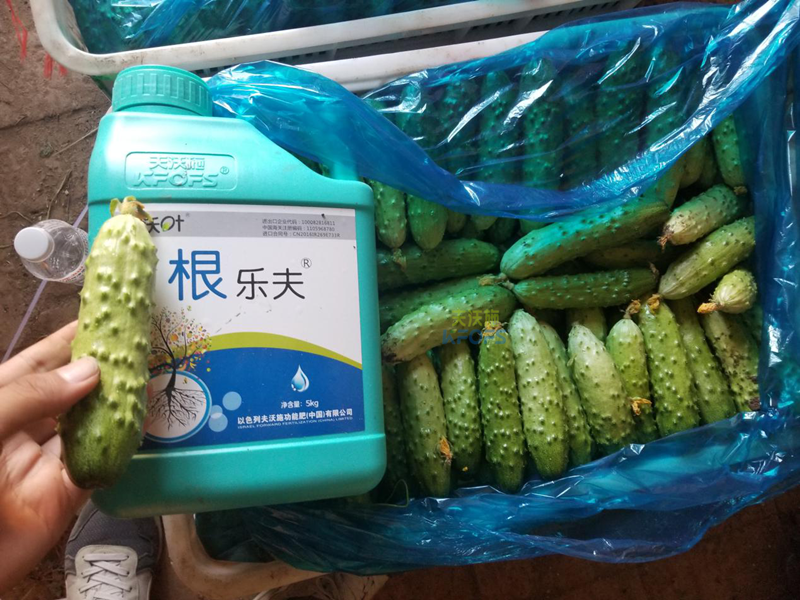 根系、土壤問(wèn)題如何解決-沃葉根樂夫黃瓜.png