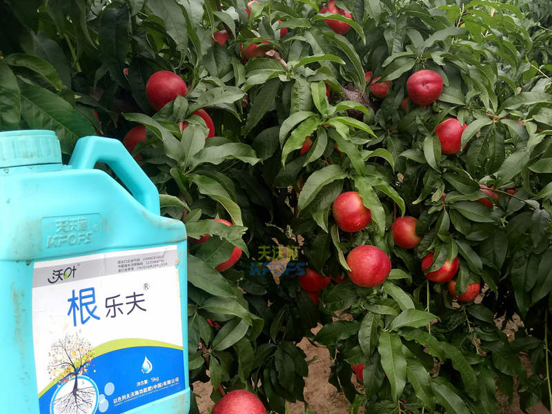 果樹生根劑用什么好-沃葉根樂夫桃子.png