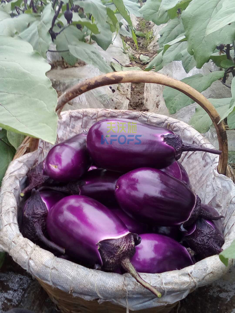 茄子用什么肥料好？