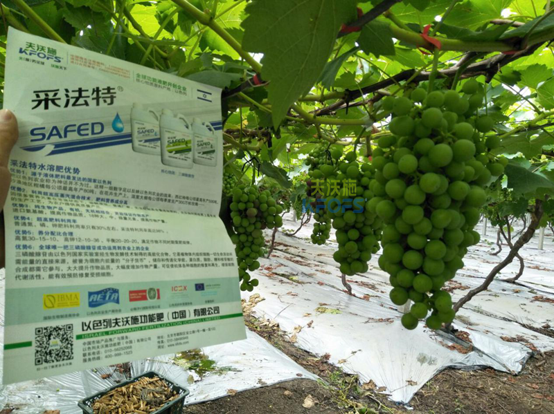 葡萄膨大期施肥技術(shù)-收藏版！