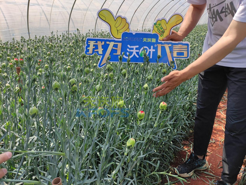 進口水溶肥-沃葉進口水溶肥康乃馨1.png