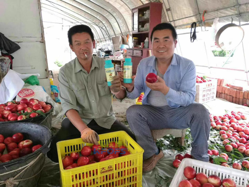 什么葉面肥好-沃葉油桃效果.png