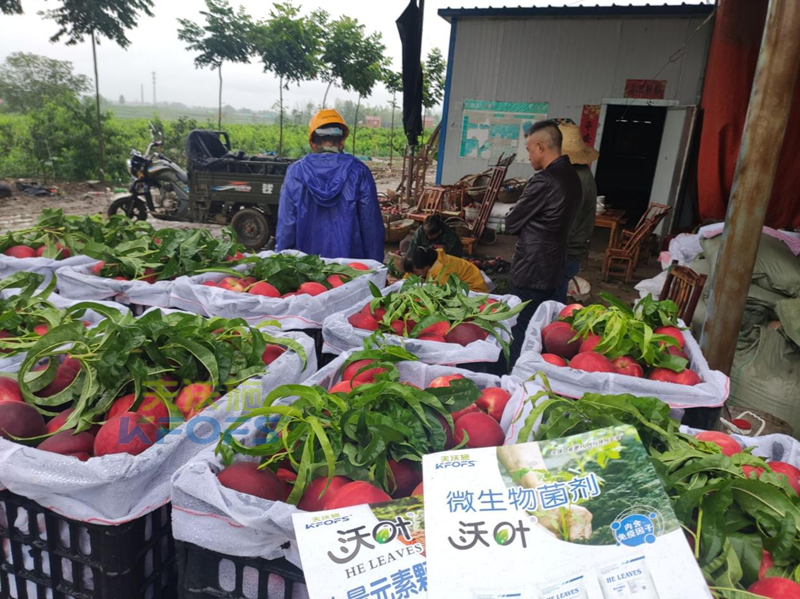 水溶肥-桃樹用沃葉水溶肥系列.png