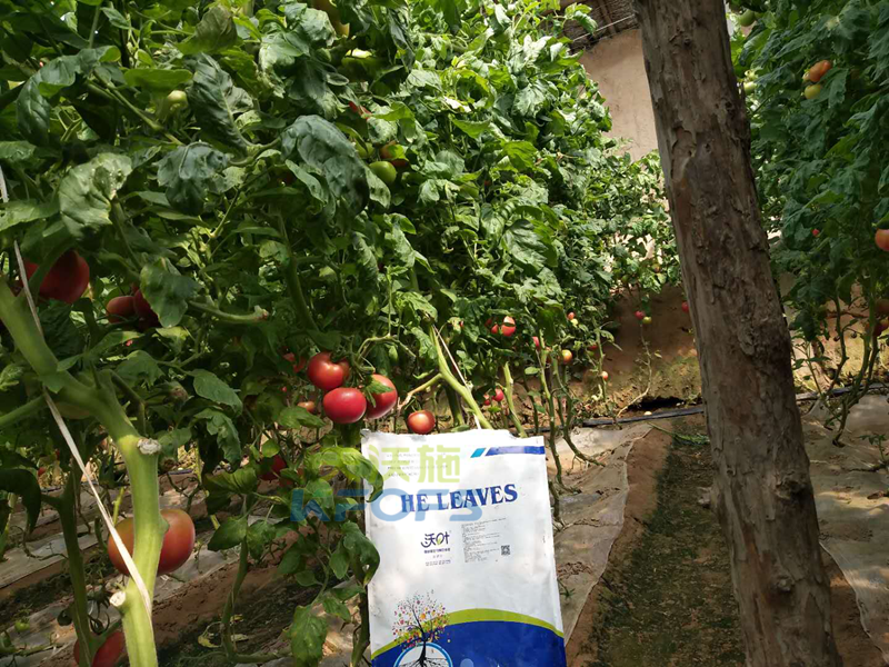 生物菌肥哪家好？