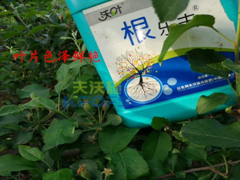 進(jìn)口沖施肥哪家好？