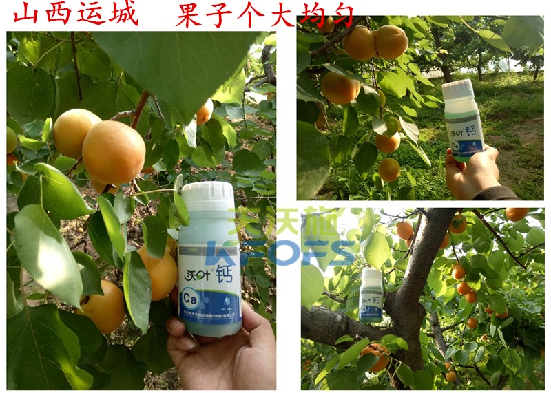 螯合鈣的用途！