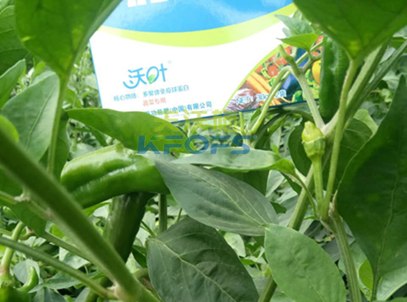葉面肥噴施有哪些注意事項？1.png
