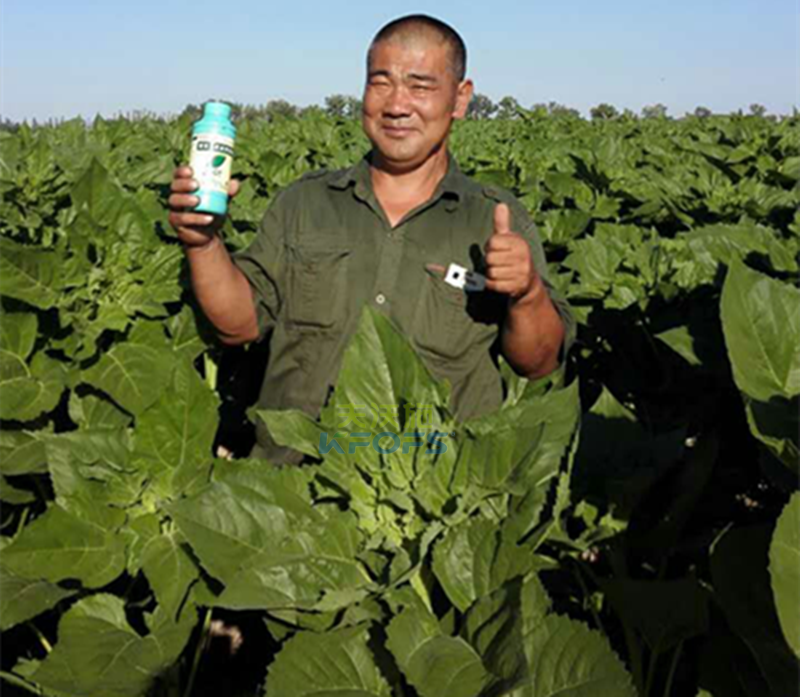 葉面肥的分類及注意事項(xiàng)有哪些？1.png
