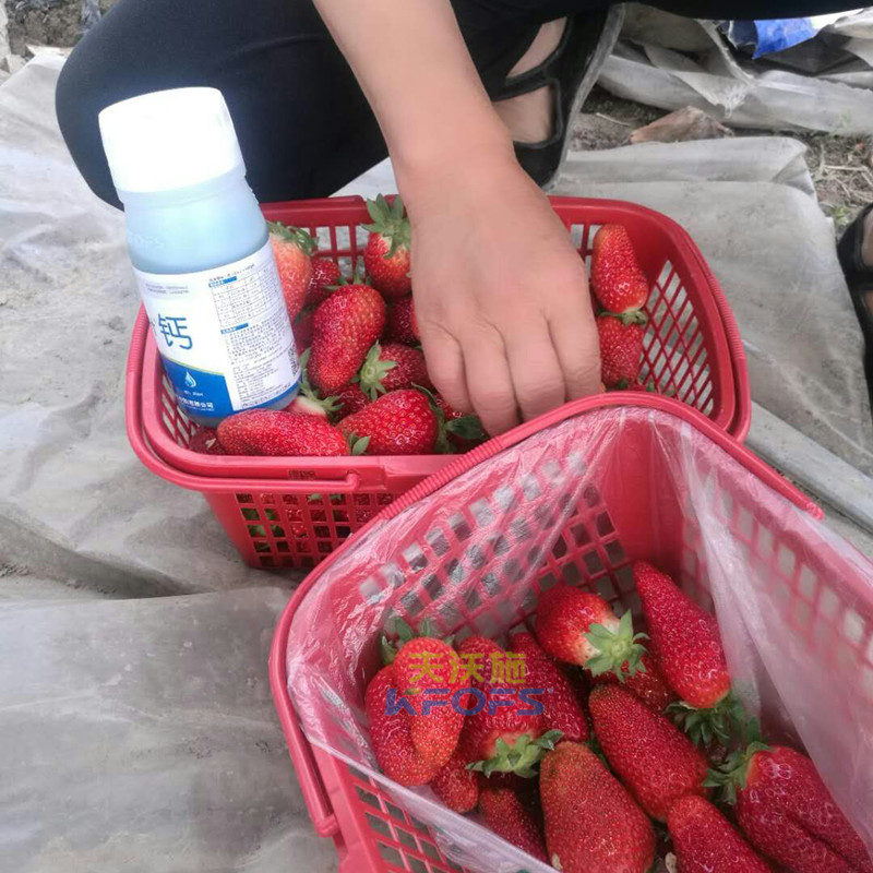 草莓果實(shí)膨大期施肥原則及方案！