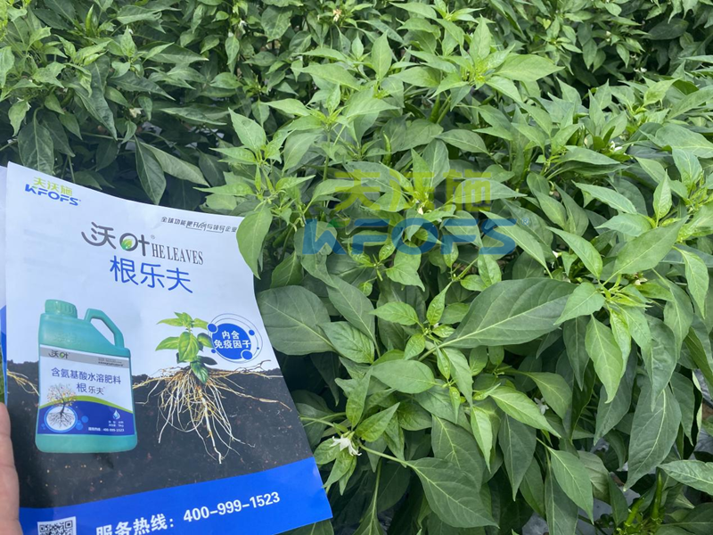 青椒種植用什么水溶肥？張大叔推薦沃葉