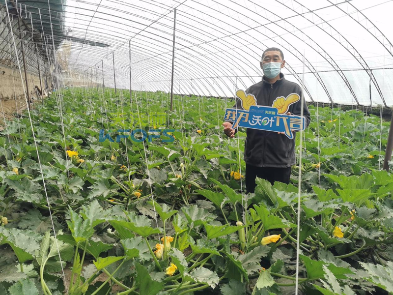 什么是水溶肥-夫沃施沃葉水溶肥用戶(hù)見(jiàn)證.png