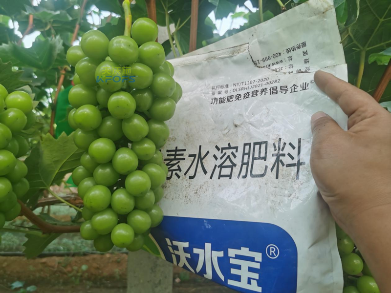 水溶肥-陽(yáng)光玫瑰葡萄用沃水寶水溶肥.png