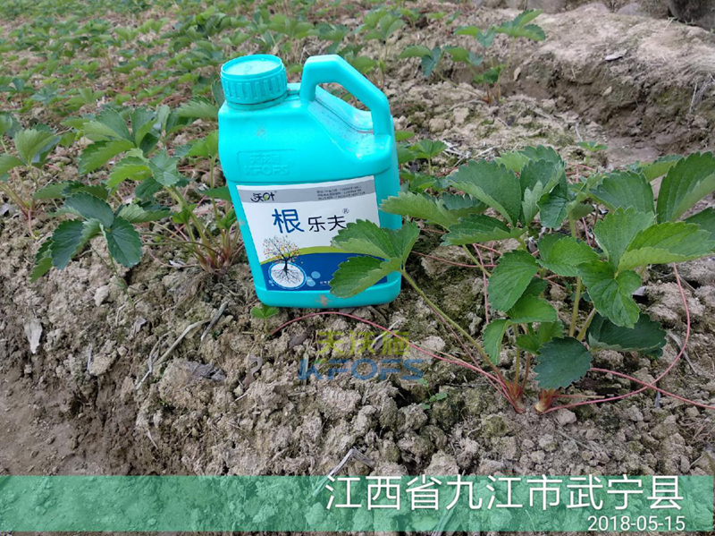 草莓如何施肥更高產(chǎn)？.png