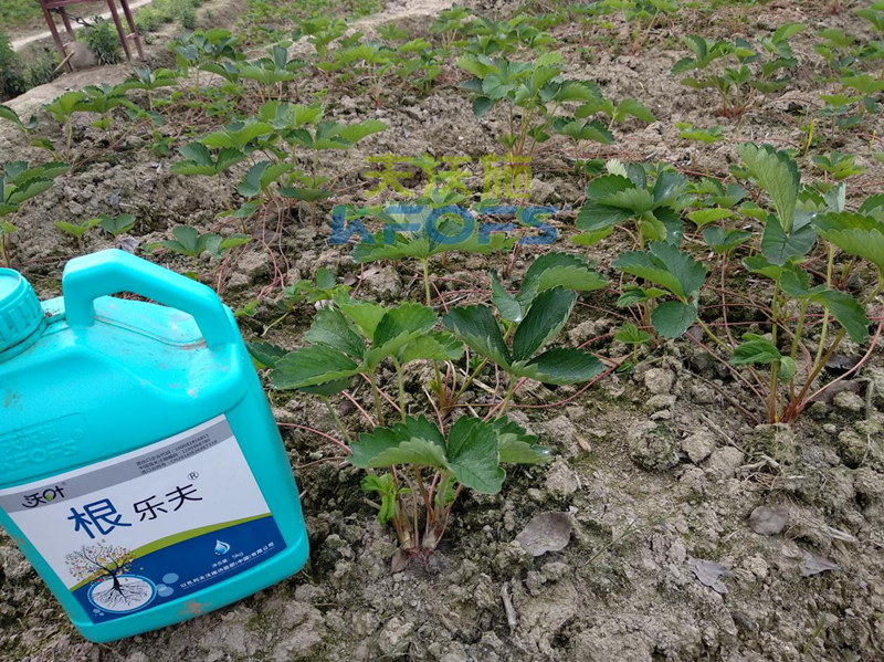 草莓如何施肥更高產(chǎn)？1.png