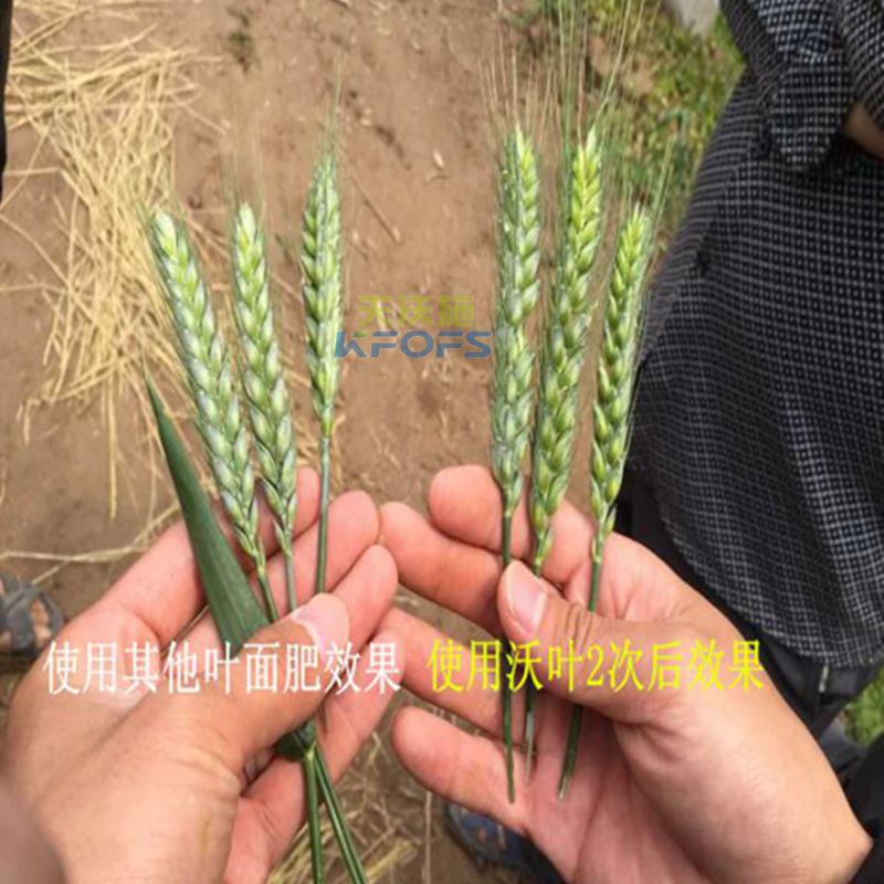小麥葉面肥噴施的注意事項(xiàng)？