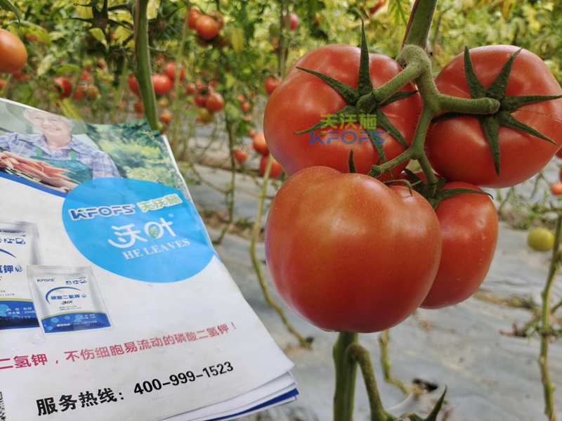 葉面肥什么時候打效果好？附西紅柿施肥方案！