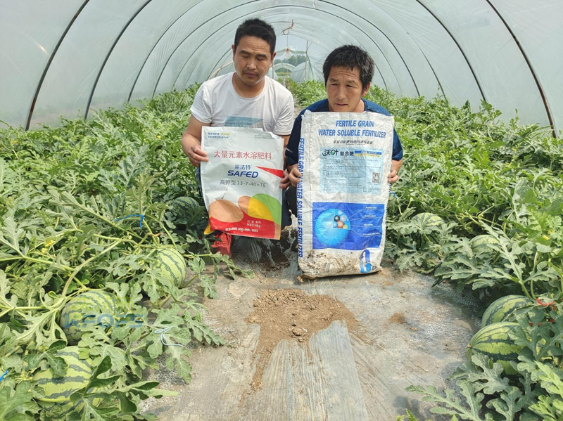 好點(diǎn)的水溶肥大概多少錢？夫沃施這樣說！