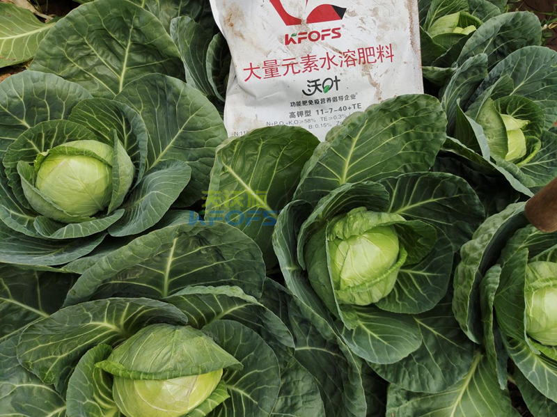 什么是水溶肥？夫沃施為您解答！