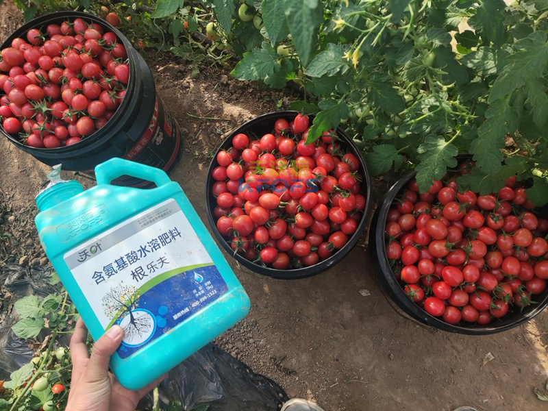 生根劑哪個(gè)牌子好-沃葉根樂(lè)夫西紅柿.png