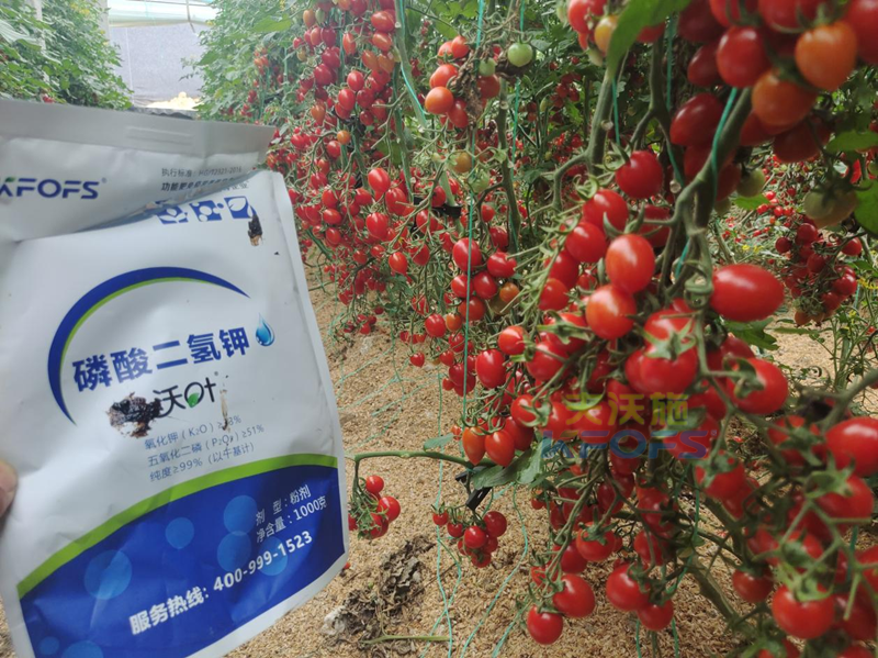 磷酸二氫鉀灌根-沃葉磷酸二氫鉀圣女果.png