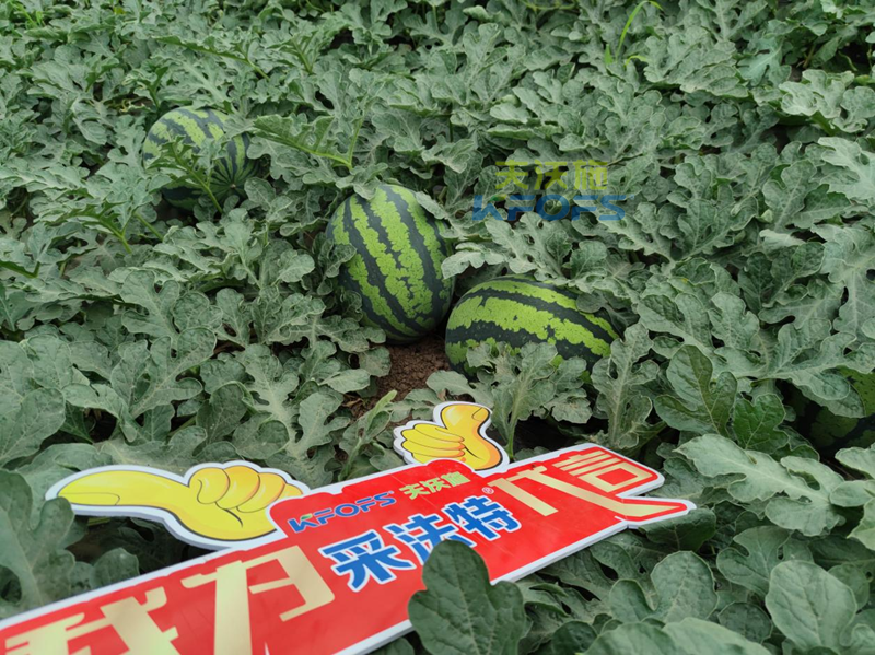 西瓜施肥用什么肥料好？