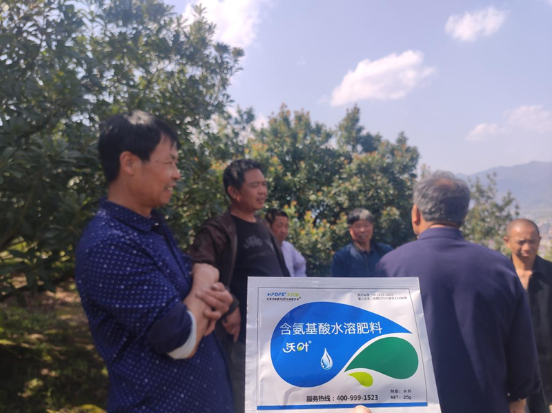 楊梅噴什么水溶肥好-沃葉葉面肥.png