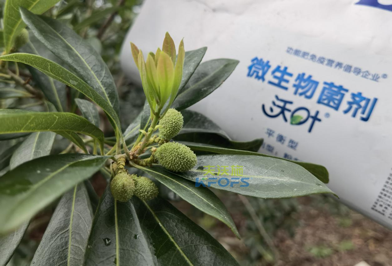 楊梅用什么水溶肥效果好？周大哥推薦沃葉