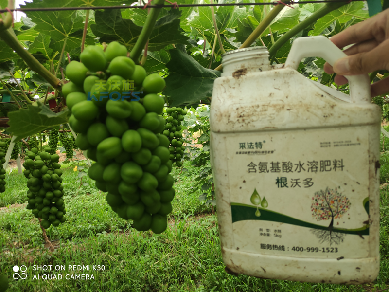 葡萄施什么肥產(chǎn)量高？