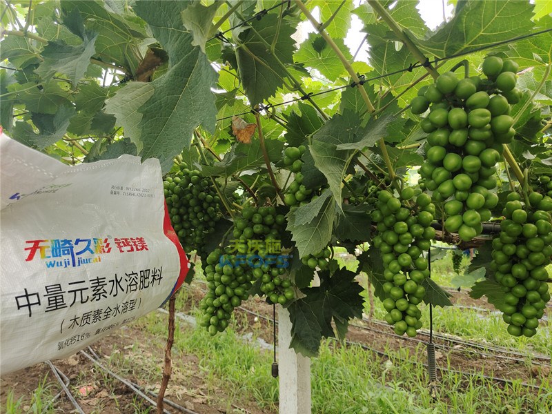 中微量元素水溶肥無畸久彩，助提商品率！