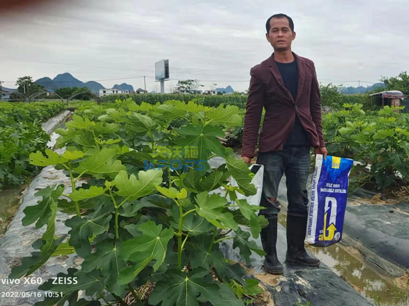 無花果施什么肥果實(shí)大？