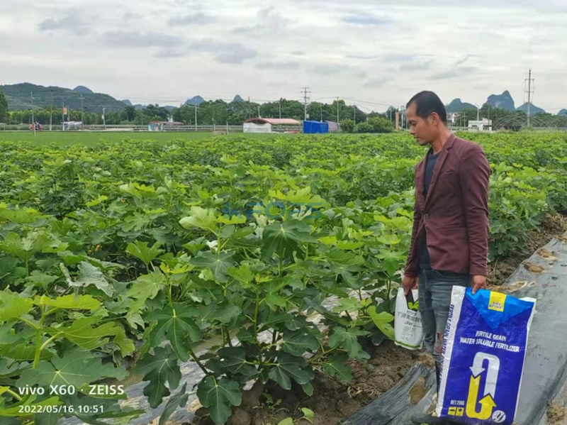 無花果施什么肥果實(shí)大-沃葉顆粒肥1.png