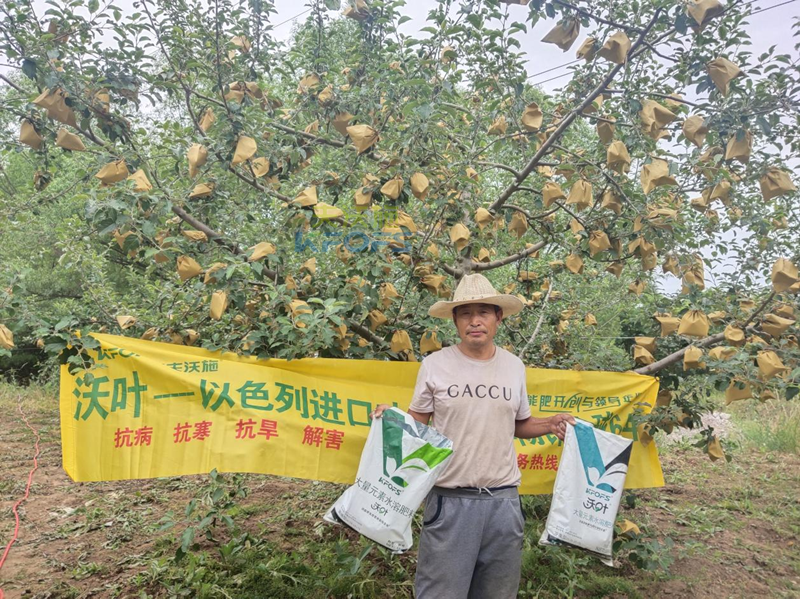 蘋果用什么水溶肥好，馮大哥推薦沃葉