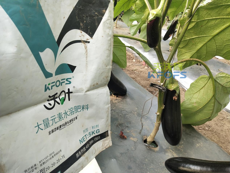 茄子用什么肥料產(chǎn)量高？