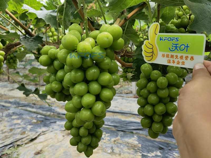 水溶肥，果樹種植戶認(rèn)準(zhǔn)夫沃施