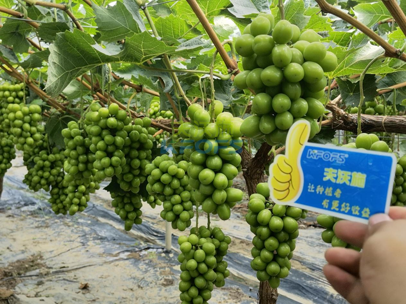 水溶肥-陽(yáng)光玫瑰葡萄用沃葉水溶肥1.png