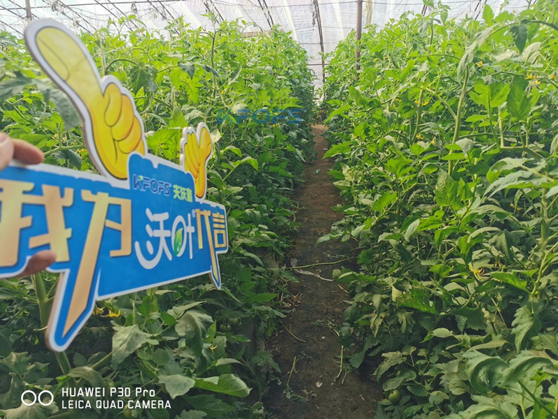 水溶肥哪家好？為何種植戶選沃葉？