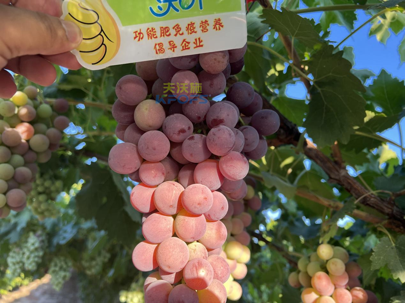水溶肥怎么選，為啥種植戶認(rèn)可沃葉?