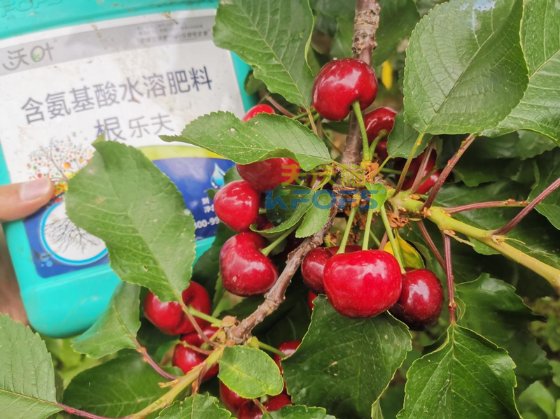 水溶肥哪家好？為何他們選沃葉？