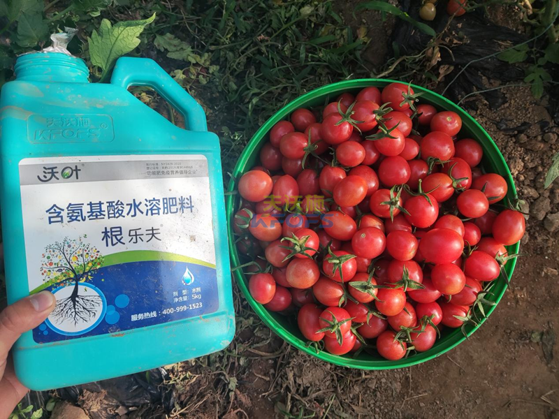生根劑-小番茄用沃葉根樂(lè)夫生根劑1.png