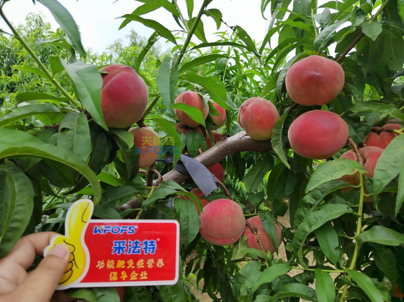 桃樹施什么肥料好？