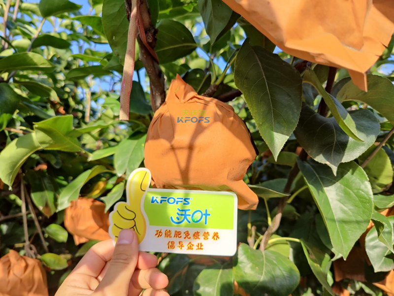 梨樹(shù)用什么肥料產(chǎn)量高-沃葉水溶肥_副本.png