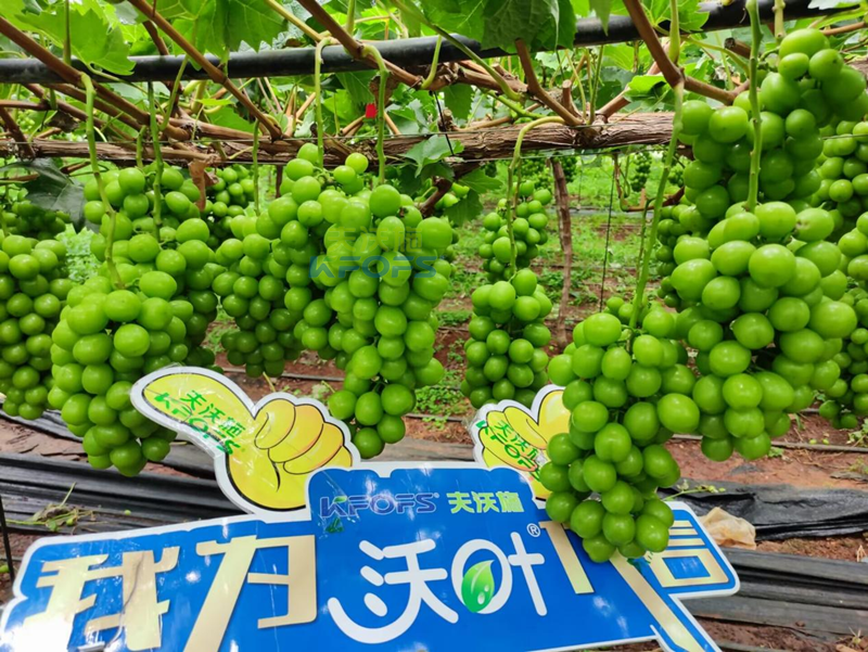 陽光玫瑰葡萄用什么肥料好？
