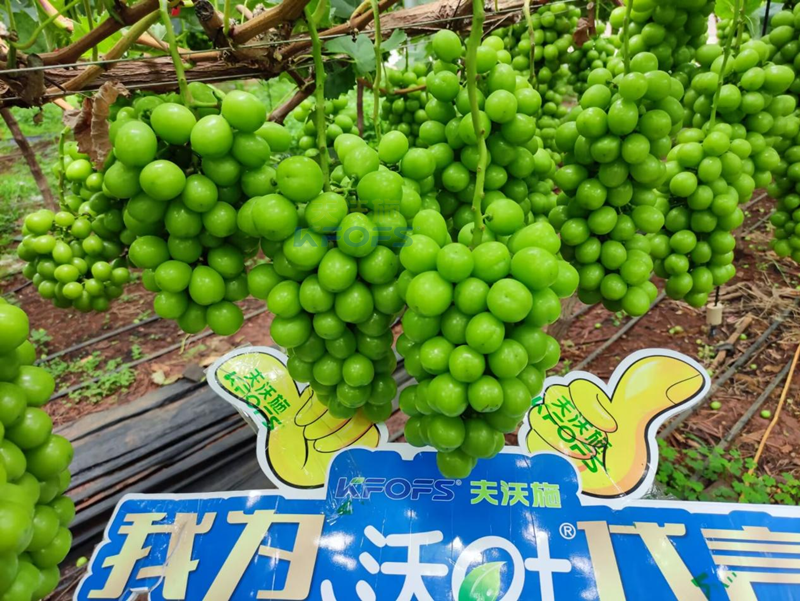 陽光玫瑰普葡萄用什么肥料好-沃葉水溶肥1.png