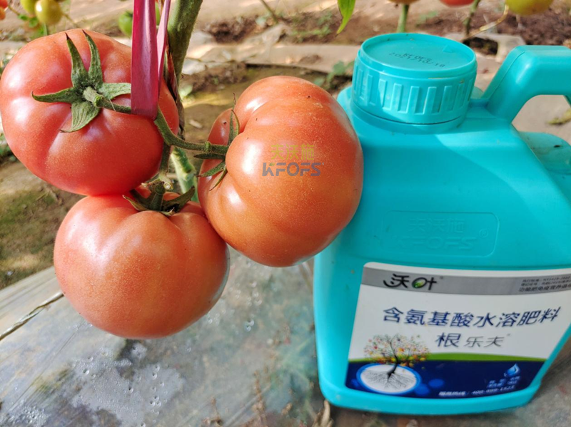 西紅柿施肥-沃葉根樂(lè)夫生根劑.png