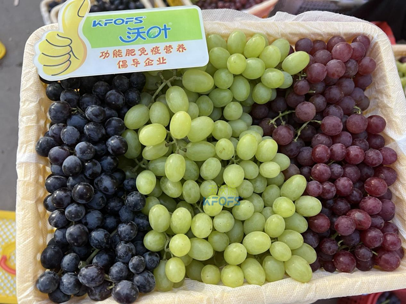 新栽葡萄施肥技術(shù)-沃葉水溶肥1.png