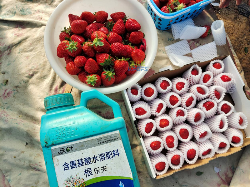 生根劑哪家好？劉老板就選沃葉