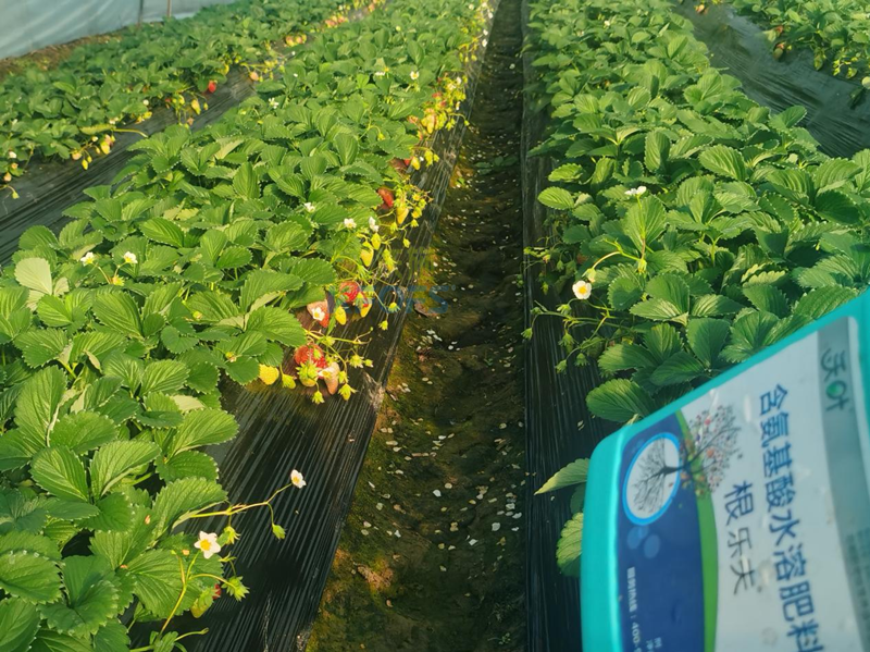 生根劑-草莓用沃葉根樂夫生根劑1.png